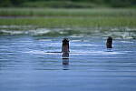 Click to see Y-JG-D780-0081.JPG