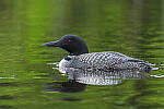 Click to see Y-JG-D780-0164-MOD.JPG