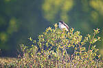 Click to see Y-JG-D780-0339-MOD.JPG