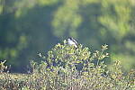 Click to see Y-JG-D780-0339.JPG