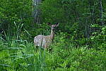 Click to see Y-JG-D780-0423.JPG