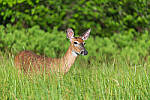 Click to see Y-JG-D780-0513-MOD.JPG