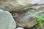 Click to see Y-JG-D780-0545-MOD.JPG