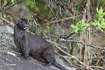 Click to see Y-JG-D780-0573-MOD.JPG