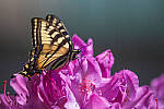 Click to see Y-JG-D780-0818-MOD.JPG