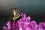 Click to see Y-JG-D780-0818.JPG