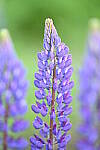 Click to see Y-JG-D780-0845.JPG