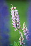 Click to see Y-JG-D780-0854-MOD.JPG