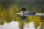 Click to see Y-JG-D780-0895-MOD.JPG