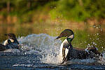Click to see Y-JG-D780-0930-MOD.JPG