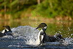 Click to see Y-JG-D780-0930.JPG