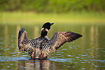 Click to see Y-JG-D780-0947-MOD.JPG