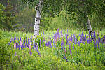 Click to see Y-JG-D780-1022-MOD.JPG