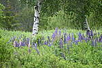 Click to see Y-JG-D780-1022.JPG