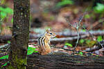 Click to see Y-JG-D780-1029-MOD.JPG