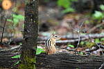 Click to see Y-JG-D780-1029.JPG