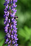 Click to see Y-JG-D780-1059.JPG