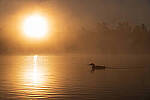 Click to see Y-JG-D780-1145-MOD.JPG