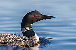 Click to see Y-JG-D780-1177-MOD.JPG