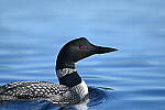 Click to see Y-JG-D780-1177.JPG