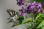 Click to see Y-JG-D780-1253-MOD.JPG