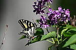 Click to see Y-JG-D780-1253.JPG