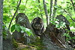 Click to see Y-JG-D780-1354.JPG