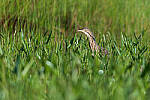Click to see Y-JG-D780-1456-MOD.JPG