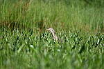 Click to see Y-JG-D780-1456.JPG