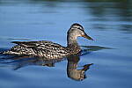 Click to see Y-JG-D780-1587.JPG