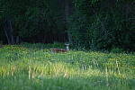 Click to see Y-JG-D780-1646.JPG