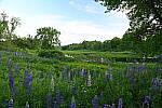 Click to see Y-JG-D780-1662.JPG