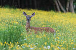 Click to see Y-JG-D780-1712-MOD.JPG