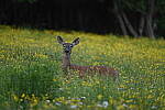 Click to see Y-JG-D780-1712.JPG