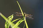 Click to see Y-JG-D780-1856-MOD.JPG
