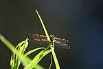 Click to see Y-JG-D780-1856.JPG