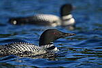 Click to see Y-JG-D780-1971.JPG