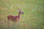 Click to see Y-JG-D780-2254-MOD.JPG