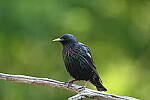 Click to see Y-JG-D780-2319.JPG
