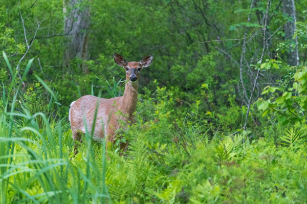 Nikon D780 Review: Field Test -- Gallery Image