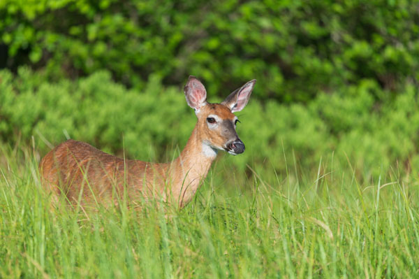 Nikon D780 Review: Field Test -- Gallery Image