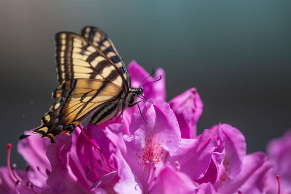 Nikon D780 Review: Field Test -- Gallery Image