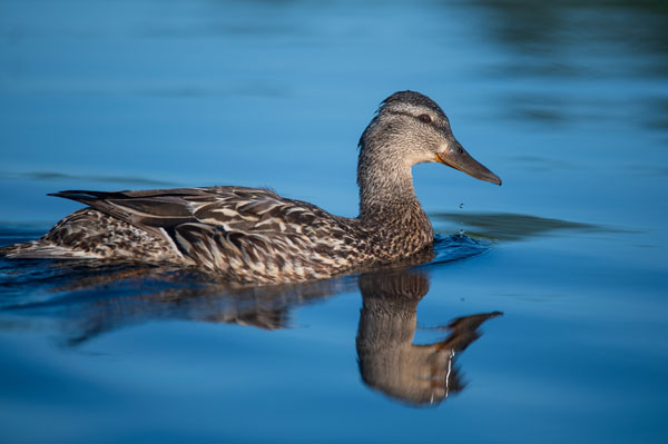 Nikon D780 Review: Field Test -- Gallery Image