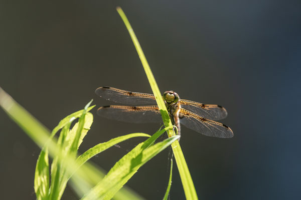 Nikon D780 Review: Field Test -- Gallery Image