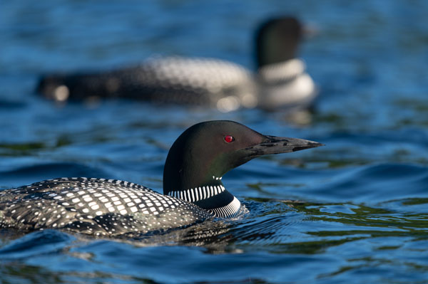 Nikon D780 Review: Field Test -- Gallery Image