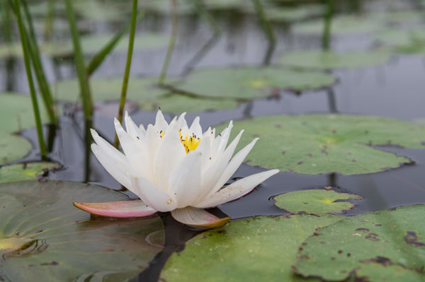 Nikon D780 Review: Field Test -- Gallery Image