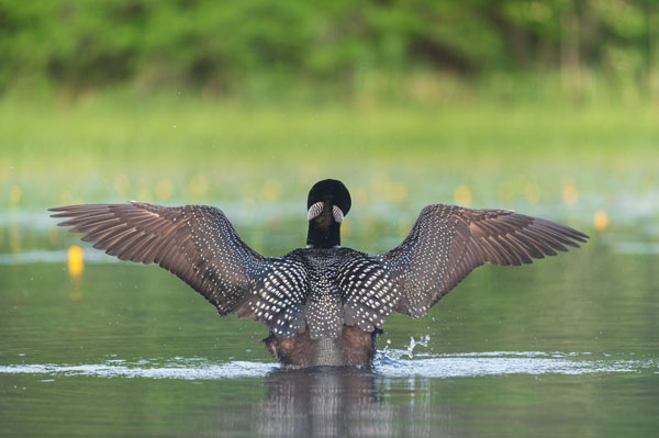 Nikon D780 Review: Field Test -- Gallery Image