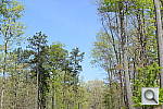 Click to see D800PINE.jpg