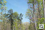 Click to see D800PINE_ACRu200r06.JPG