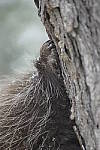Click to see Y-D800E-500PF-0680.JPG